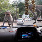 Affen auf dem Auto